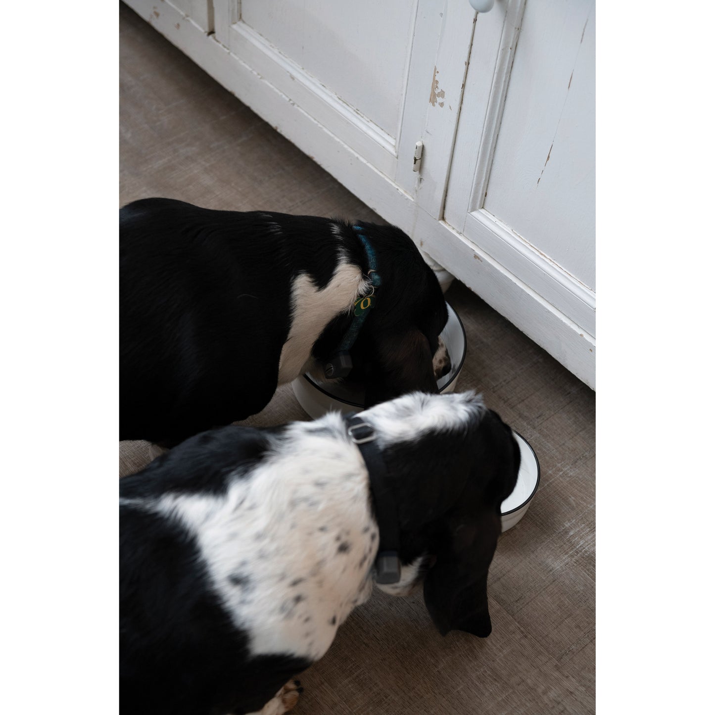 Stoneware Pet Bowl with Black Rim - large