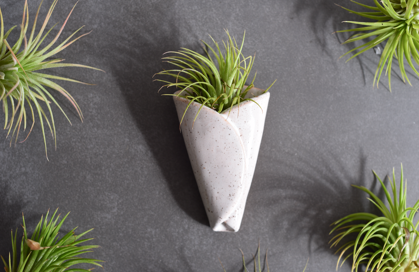 Air Plant Pottery